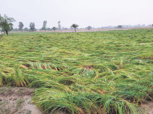 2021_10$largeimg_702445368