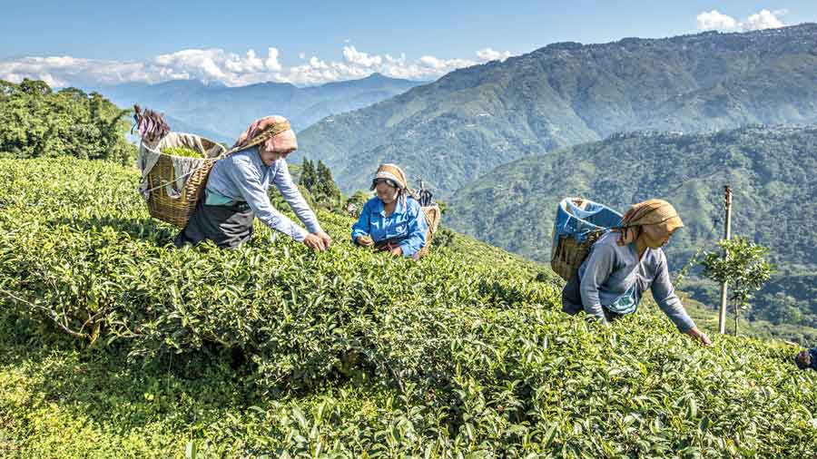 1637518108_22bustea_5c