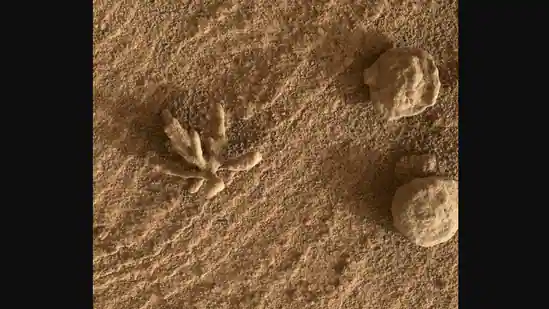 Nasa_Curiosity_Mars_rover_Martian_flower_viral_picture_Instagram_1646898091774_1646898105409