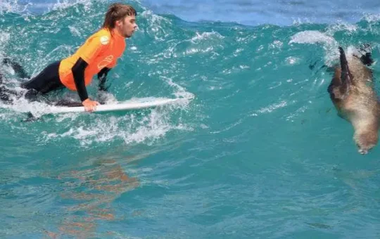 NZ surfing championship