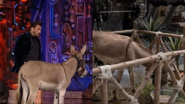 Bigg-Boss-18-donkey-gets-released-from-the-show