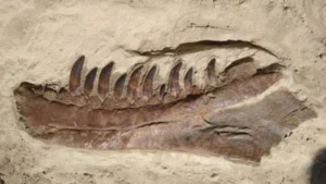 Untitled-design-2024-10-15T015134.523